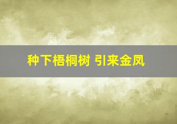 种下梧桐树 引来金凤